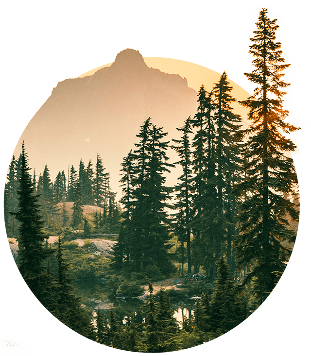 Trees in a valley with a mountain in the background